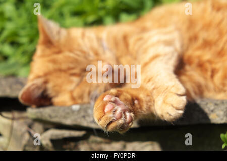 Ginger cat fast asleep in the garden focus on the cats front paw Stock Photo