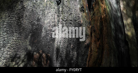 Redwood tree in dappled light showing damage and burning from a forest fire Stock Photo