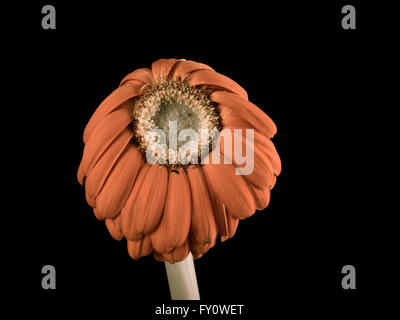 Flowers in Studio Stock Photo