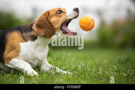 Playing fetch with agile Beagle dog Stock Photo