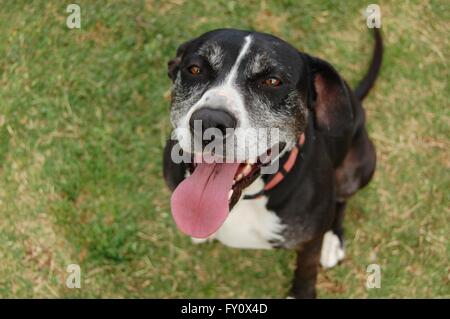 An older black dog looks up while wagging tail Stock Photo