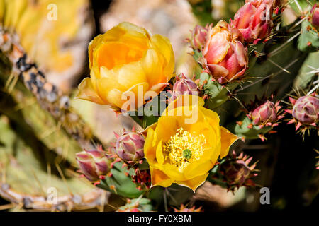 Delicate spring blossoms on prickly pear cactus in Arizona Stock Photo