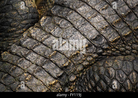 Crocodile skin detail Stock Photo