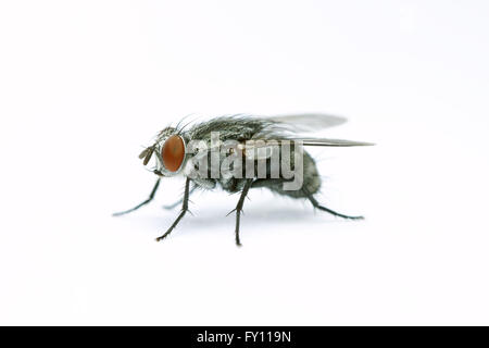 House fly on white background Stock Photo