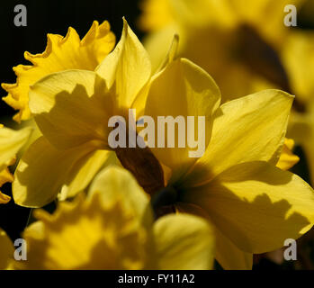 Close-up of yellow daffodil Narcissus pseudonarcissus Stock Photo