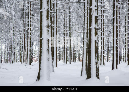 Pine tree trunks in coniferous forest covered in snow in winter at the High Fens / Hautes Fagnes, Belgian Ardennes, Belgium Stock Photo