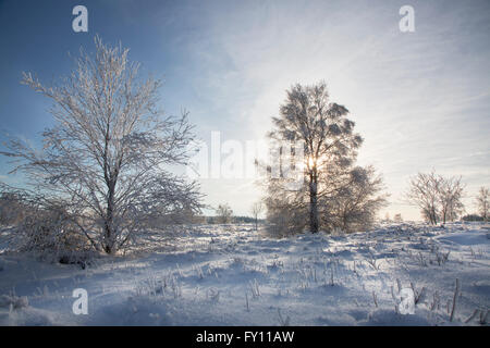 Trees covered in frost in winter at the Hoge Venen / High Fens / Hautes Fagnes, Belgian nature reserve in Liège, Belgium Stock Photo