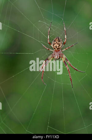 Furrow spider (Larinioides cornutus) on her web