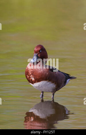 Ferruginous duck / ferruginous pochard (Aythya nyroca) male in pond Stock Photo
