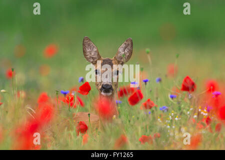 Roe deer (Capreolus capreolus) doe foraging in meadow with red poppies in flower in spring / summer Stock Photo