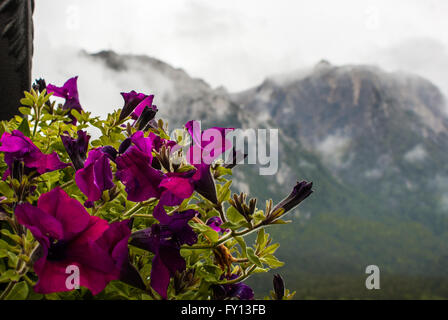 Purple flowers with mountains in the background, Cantacuzino castle, Busteni, Romania Stock Photo