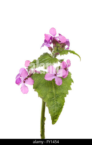 Honesty, Lunaria annua, flowers and foliage isolated against white Stock Photo