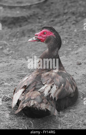 Domesticated Muscovy Duck (Cairina moschata) with red face. Stock Photo