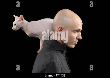 side view of a hairless sphynx cat looking up smelling something in ...