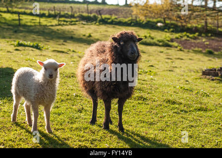 Black ewe and his white lamb of sheep of Oussant Stock Photo