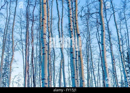 Aspen tree trunks Stock Photo