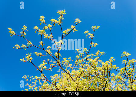 Cornus controversa Variegata. Wedding Cake tree, Darts Hill Garden Park, Surrey, British Columbia, Canada Stock Photo