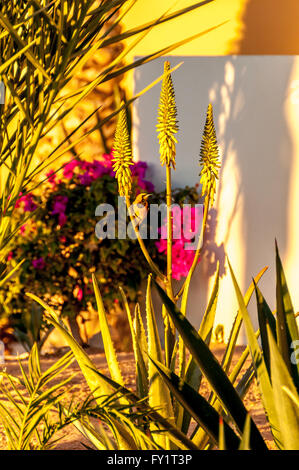 A yellow hooded oriole clings to a stem of blooming aloe vera in drought-tolerant landscaping w/ bougainvillea at La Paz, Mexico Stock Photo