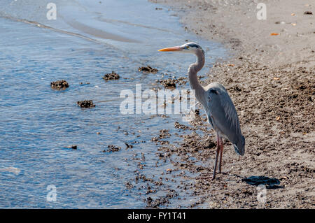 Great blue heron bird stands on sand beach at water's edge, Sea of Cortez and La Paz Bay, Baja, Mexico, horizontal / landscape. Stock Photo