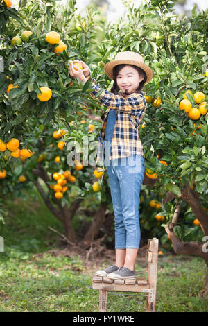 Girl in a hat standing on a chair and picking a tangerine from a tree at the tangerine field Stock Photo