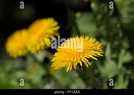 Yellow dandelion with shallow focus on a blurry green background Stock Photo