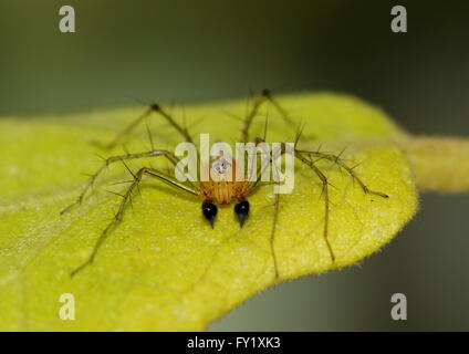 Male lynx spider perched on a leaf Stock Photo