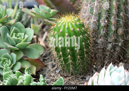 Close up of Varieties of cactus and succulents Stock Photo