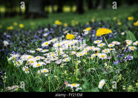 Ox-eye daisies and yellow dandelions in the meadow. Close up natural scene.