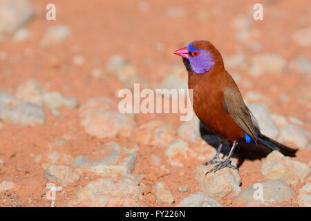 Violet-eared Waxbill (Uraeginthus granatina), male, standing on a stone, Kgalagadi Transfrontier Park, Northern Cape Stock Photo