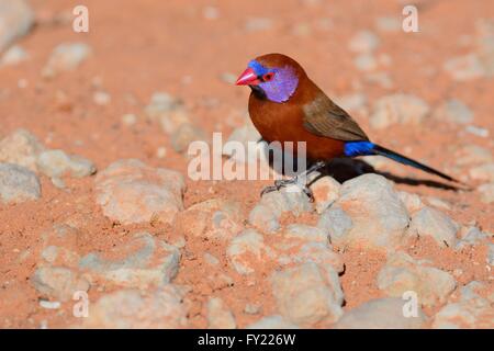 Violet-eared Waxbill (Uraeginthus granatina), male, standing on a stone, Kgalagadi Transfrontier Park, Northern Cape Stock Photo