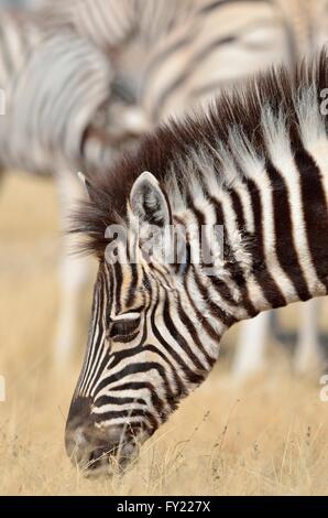Burchell's Zebra (Equus burchelli), foal, grazing, Etosha National Park, Namibia Stock Photo