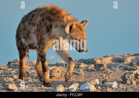 Spotted Hyena (Crocuta crocuta), walking, Etosha National Park, Namibia