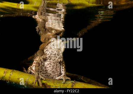 Common toads (Bufo bufo complex) sitting on tree branch underwater, mating, Bergsee, Styria, Austria Stock Photo