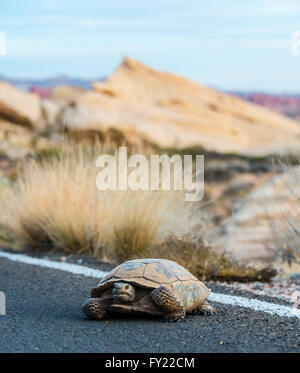 Desert tortoise (Gopherus agassizii) crossing the road, Valley of Fire State Park, Mojave Desert, Nevada, USA Stock Photo