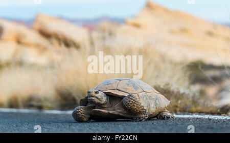 Desert tortoise (Gopherus agassizii) crossing the road, Valley of Fire State Park, Mojave Desert, Nevada, USA Stock Photo