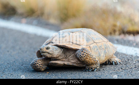 Desert tortoise (Gopherus agassizii) crossing the road, Valley of Fire State Park, Mojave Desert, Nevada, USA Stock Photo