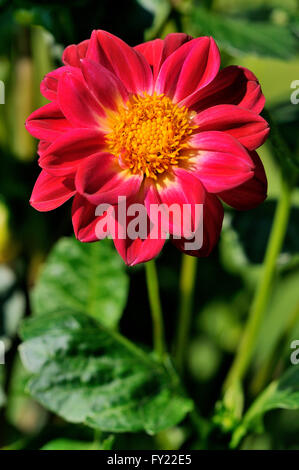 Garden dahlia (Dahlia pinnata), wild-type, flower, North Rhine-Westphalia, Germany Stock Photo