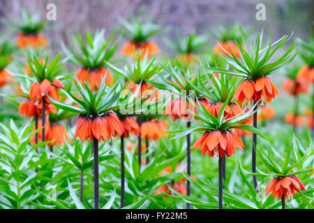 Crown imperial (Fritillaria imperialis), blooming, Germany Stock Photo