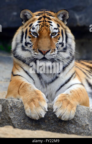 Young Siberian tiger (Panthera tigris altaica) portrait, captive Stock Photo