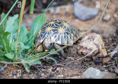Baby Geometric Tortoise Stock Photo