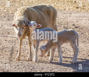Merino Sheep and new-born lamb Stock Photo - Alamy