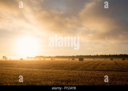 Rising sunshine over fields