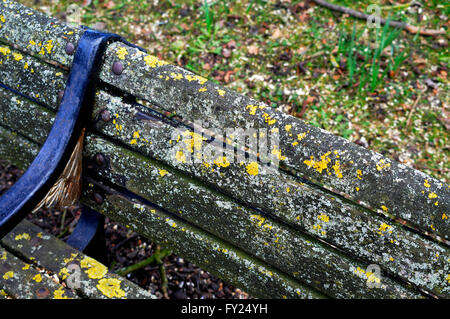 lichen and moss on park bench Stock Photo