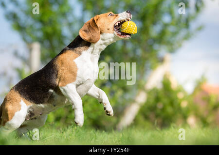 Beagle dog catching a ball Stock Photo