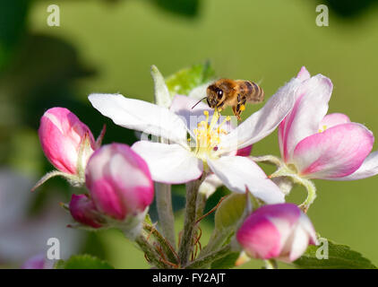 Busy bee hovers over an apple blossom Stock Photo