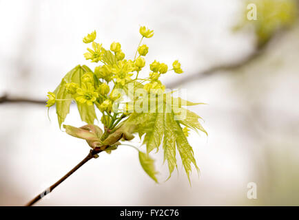 Closeup of maple tree flowers and leaves under the soft spring sun Stock Photo