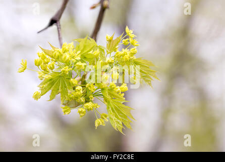 Closeup of maple tree flowers and leaves under the soft spring sun Stock Photo