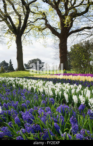 Hyacinthus orientalis. Hyacinth display at RHS Wisley gardens, Surrey, UK Stock Photo