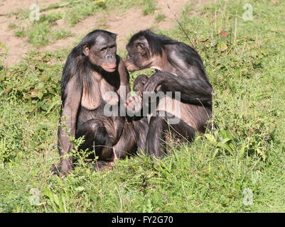 Two female African Bonobo Chimpanzees (Pan Paniscus) grooming each other and holding hands Stock Photo