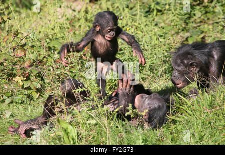 Playful African Bonobo Chimpanzees (Pan Paniscus), a young animal standing on top of an adult Bonobo lying down on his back Stock Photo